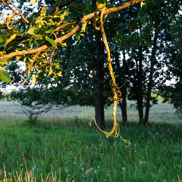 The Vine